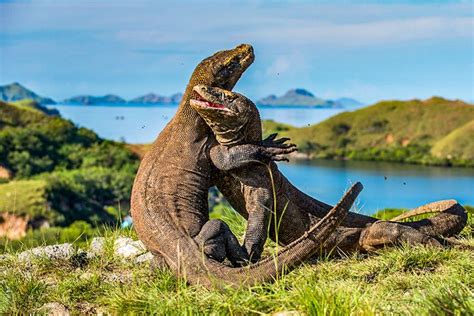 pariwisata komodo ntt