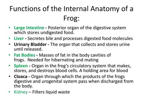 parts of a frog and their functions