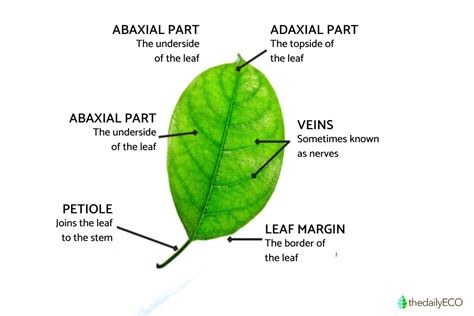 parts of a leaf and their functions