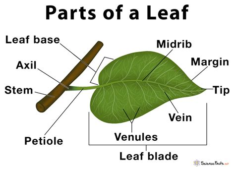 parts of a leaf and their functions grade 4
