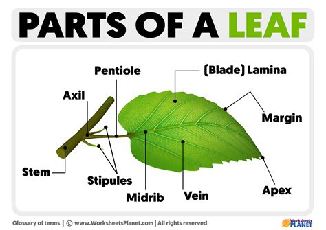 parts of a leaf and their functions pdf grade