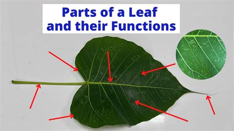 parts of leaf and their functions for class 3