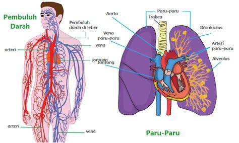 Paru-paru dan jantung