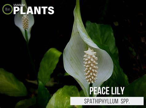 peace lily