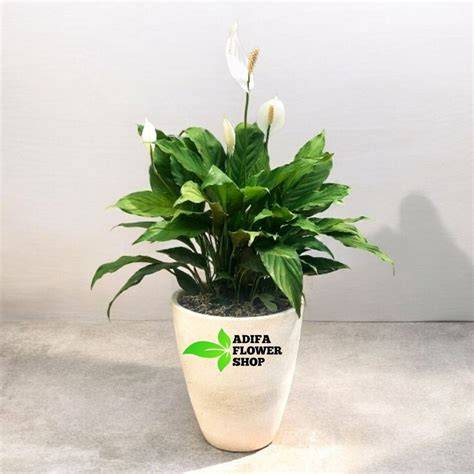 Peace Lily Mini