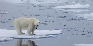 Pemanasan Global dan Anak Beruang Polos