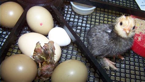 pemilihan telur ayam mengerami telur