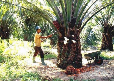 pemupukan sawit di Indonesia