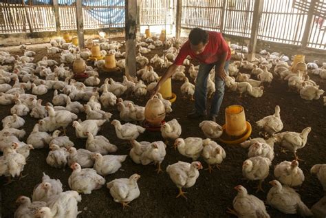 Pengelolaan Peternakan Ayam