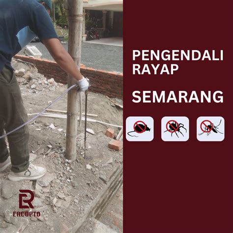 Metode Mengatasi Rayap