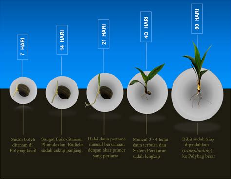 penjelasan sifat tanah terhadap perkecambahan benih