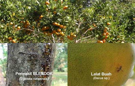 Disease on mandarin tree