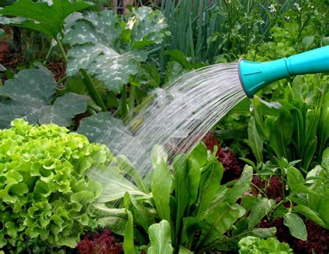 Penyiraman tanaman sayuran
