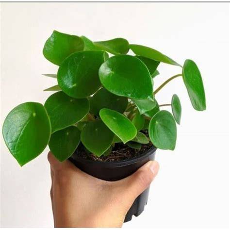 Peperomia