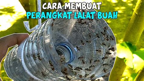 perangkap lalat