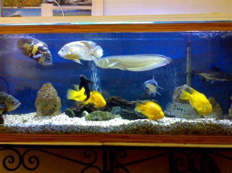 perawatan aquarium