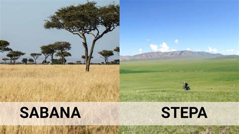 Perbedaan Vegetasi Sabana dan Stepa