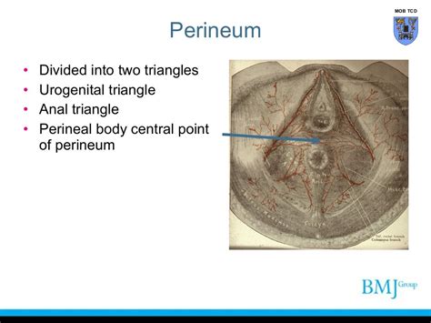 perineum anatomy