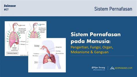pernafasan