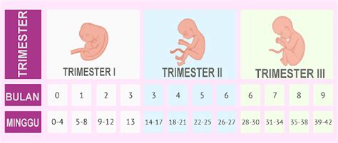 perut hamil trimester 3 kencang