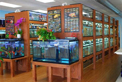 pet store fish tank