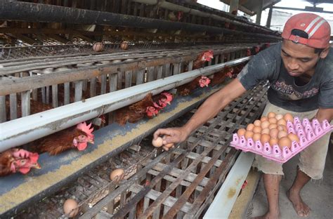 Peternakan Ayam Petelur Indonesia