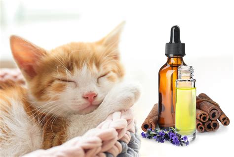 pets receiving essential oils