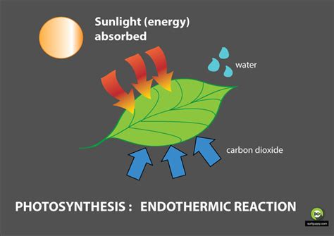 photosynthesis is an example of endothermic process