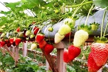 pilih lokasi yang tepat untuk menanam tanaman strawberry