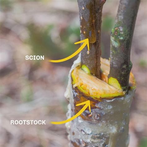 plant grafting method