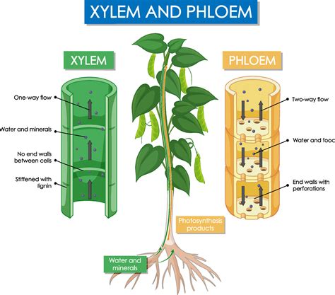 plant xylem structure