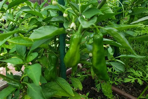 Planting Shishito Pepper Plants