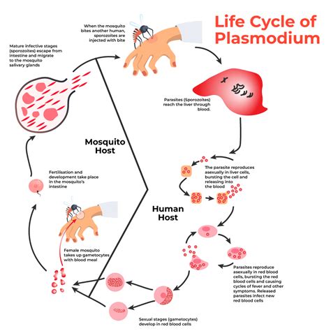 Siklus Hidup Plasmodium