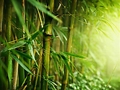 pohon bambu dalam walls