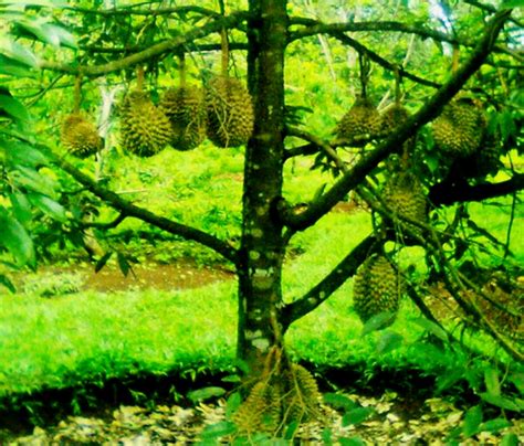 Perawatan Pohon Durian Kecil