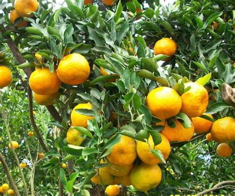 Mandarin tree died due to disease