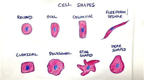 polygonal cells example