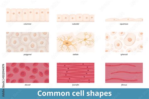 polygonal shape cell example