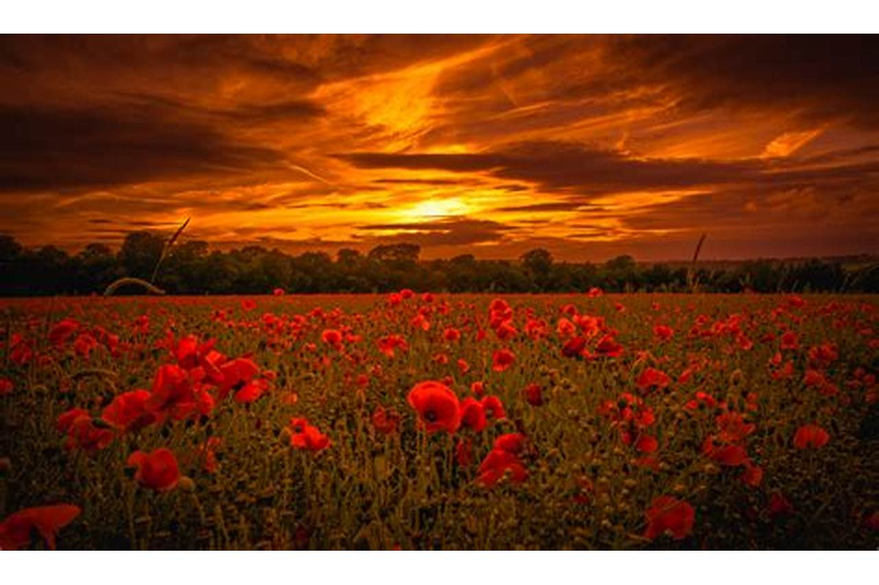 Poppies on landscape