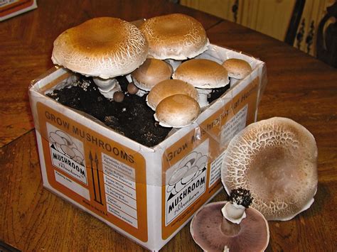 portabella mushrooms growing in soil