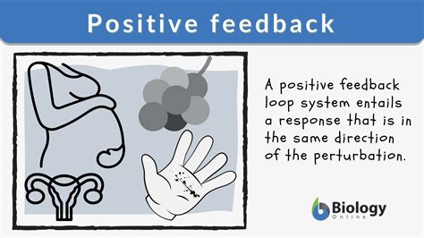 positive feedback biology examples for students