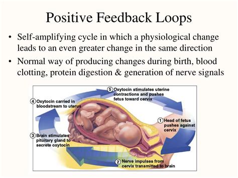 positive feedback loop examples anatomy and physiology
