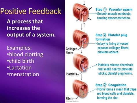positive feedback loop examples homeostasis