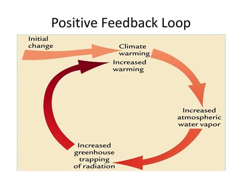 positive feedback loop examples physiology