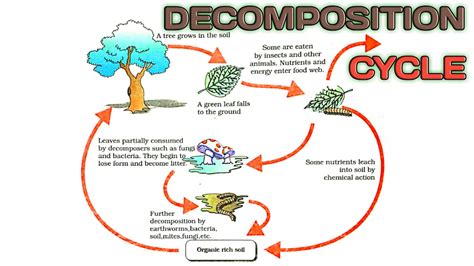 Process of Decomposition