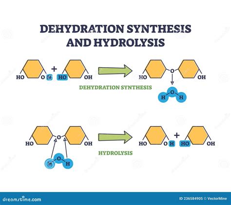processes of dehydration synthesis and hydrolysis