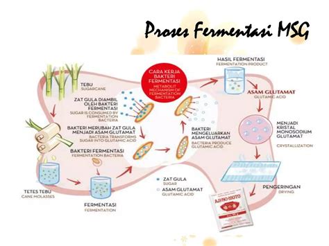 proses fermentasi