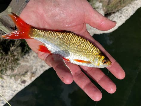 Protected Fish in South Dakota