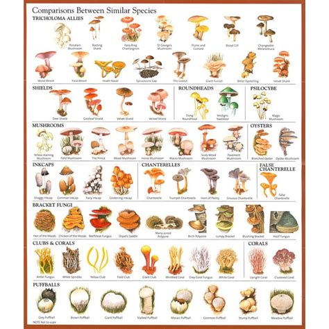 Psychedelic Mushrooms Chart