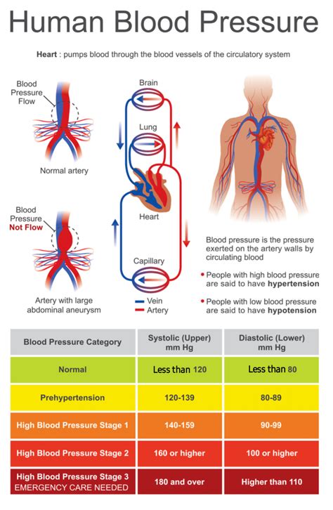 pulse meaning in blood pressure
